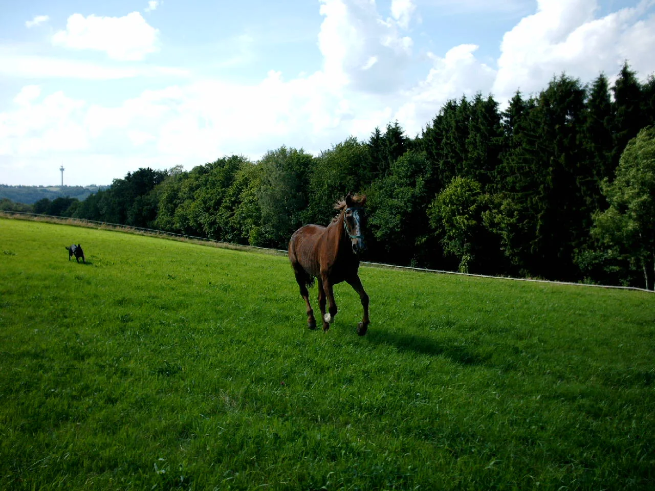 Aufgezeichnet 2004-10-3 00006.jpg