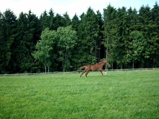 Aufgezeichnet 2004-10-3 00017.jpg