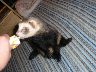 Augi - mein blinder Lauser