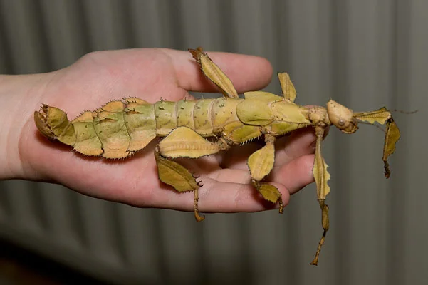 Australische Gespenstschrecke / Extatosoma tiaratum