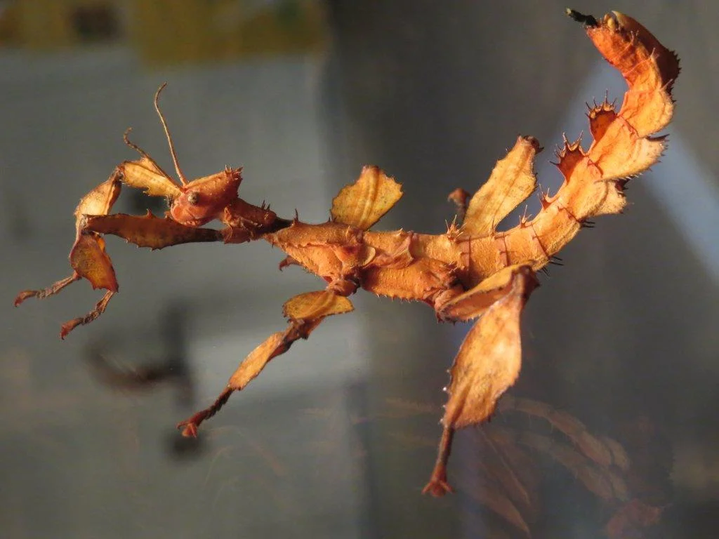 AustralischeGespenstschrecke / Extatosoma tiaratum