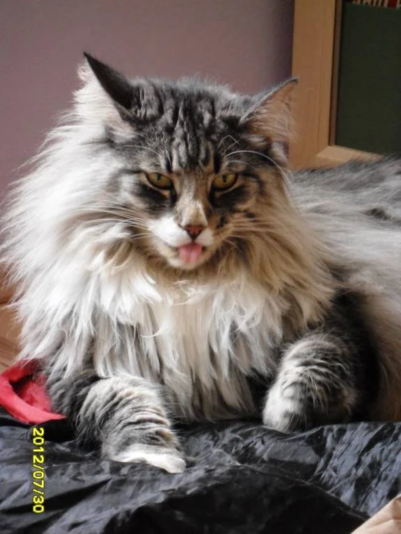 Bäähhhhh, jetzt habe ich genug!! :)))