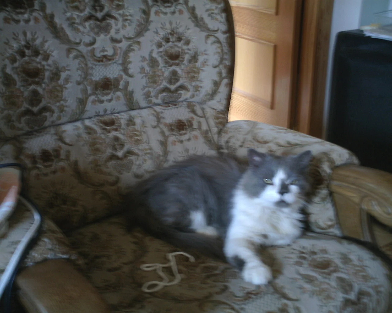 Bärchi  auf dem Büro-Sessel 06.08.07.jpg