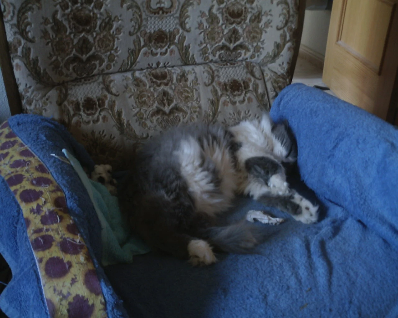 Bärchi flauschig    09.07  forum.jpg