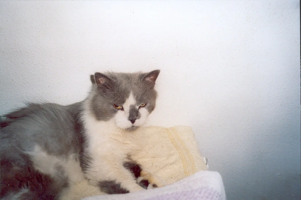 Bärchi   liegend mit offenen Augen  07.07.jpg