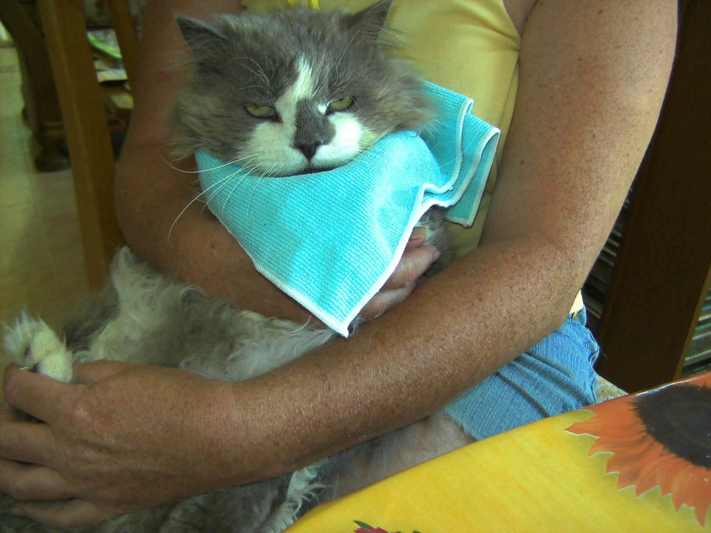 Bärchi  Medikamentengabe  30.06.08.jpg