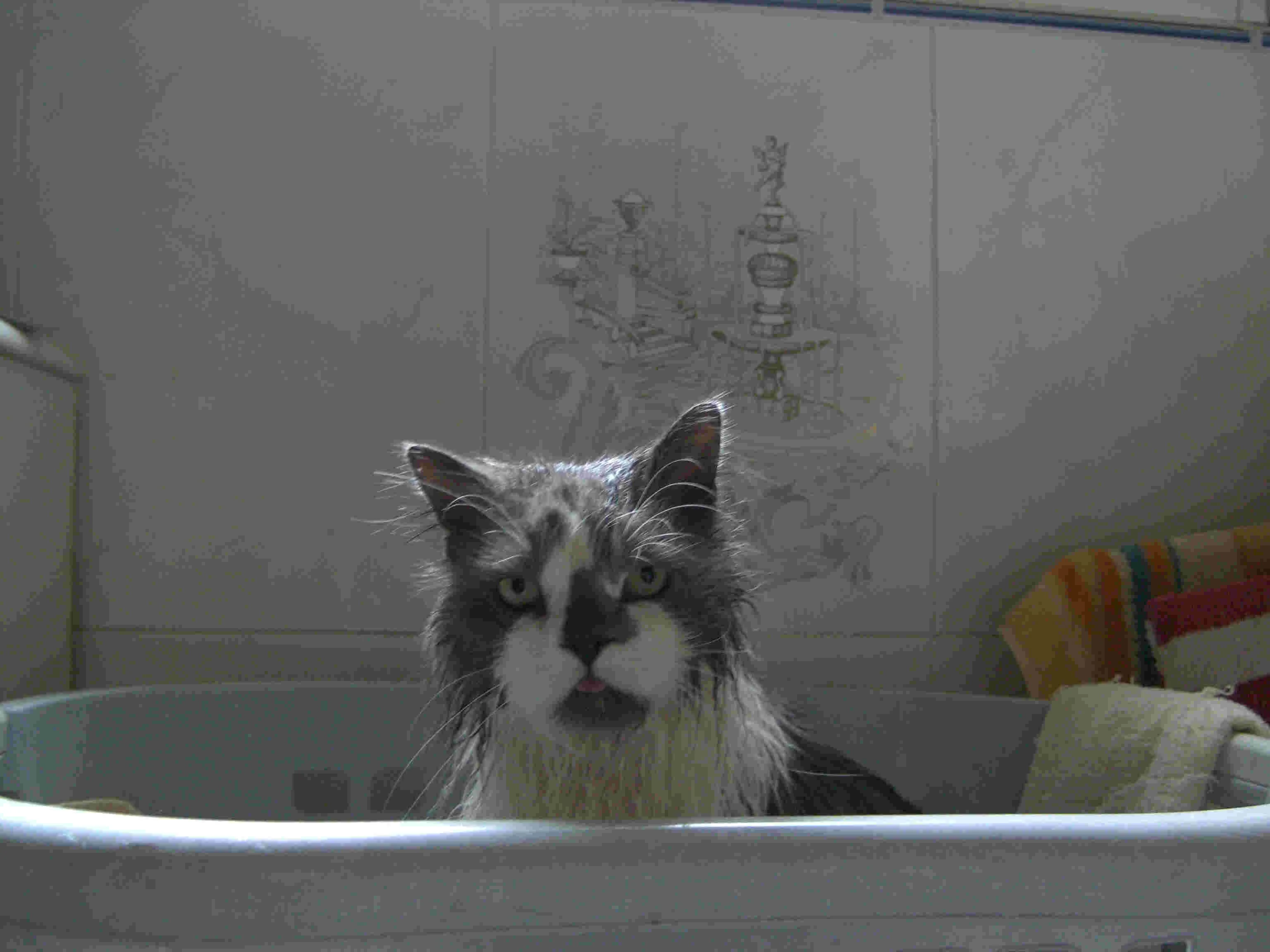 Bärchi     Waschtag, schon wieder etwas trocken  03.02.08 F.jpg