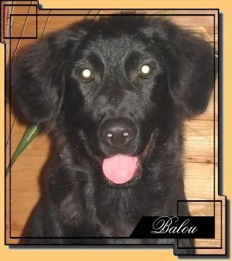 Balou03.jpg