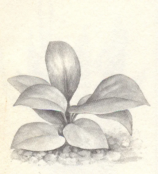 Bartes Speerblatt.jpg