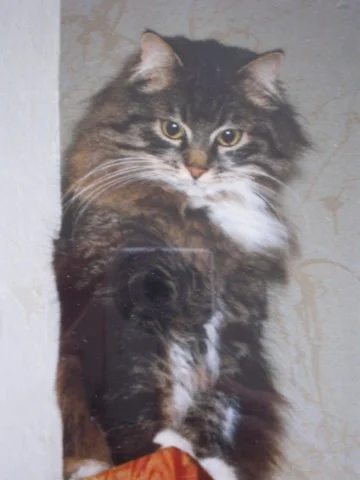 Benny, mein alter Kater...