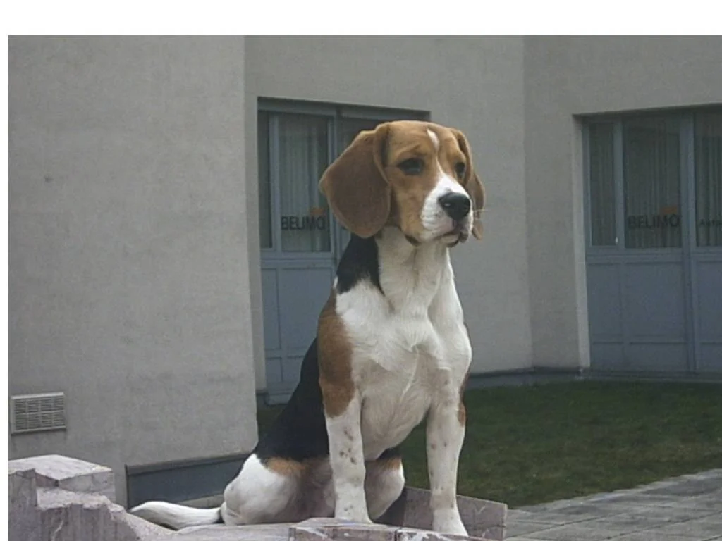 BENNY mit  8 Monaten