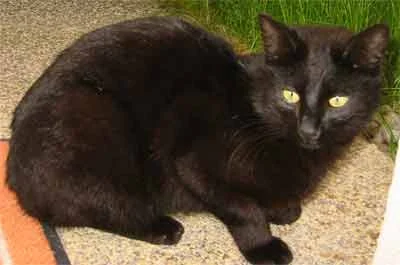 blackcat1.jpg