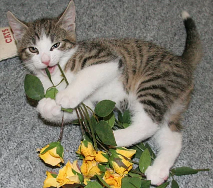 Blümchen für die Damen