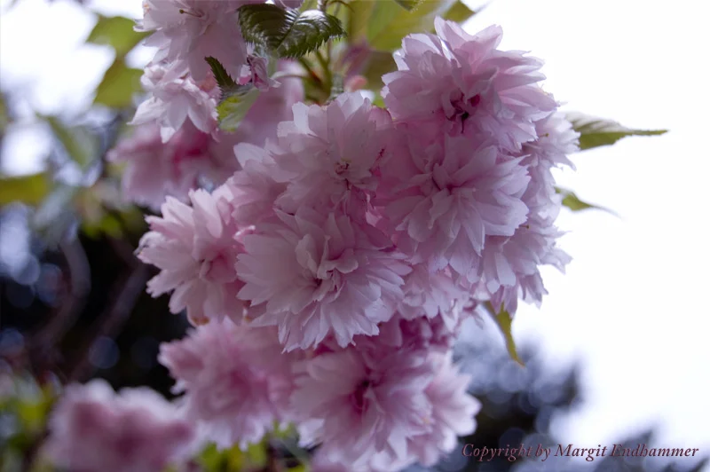 Blumen am St. Petersfriedhof