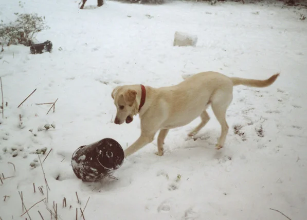 Bonnie beim Hütchenspiel