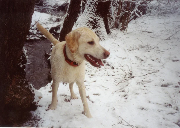 Bonnie nach Bach-Bad im Januar 06