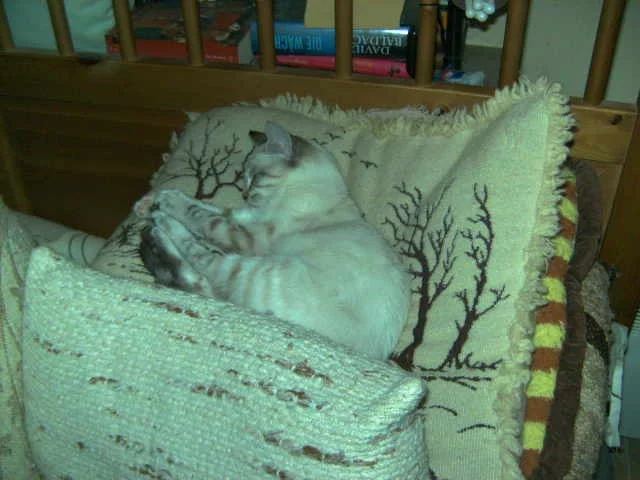 Carmen mit Ringelsöckchen  19.11.08.jpg