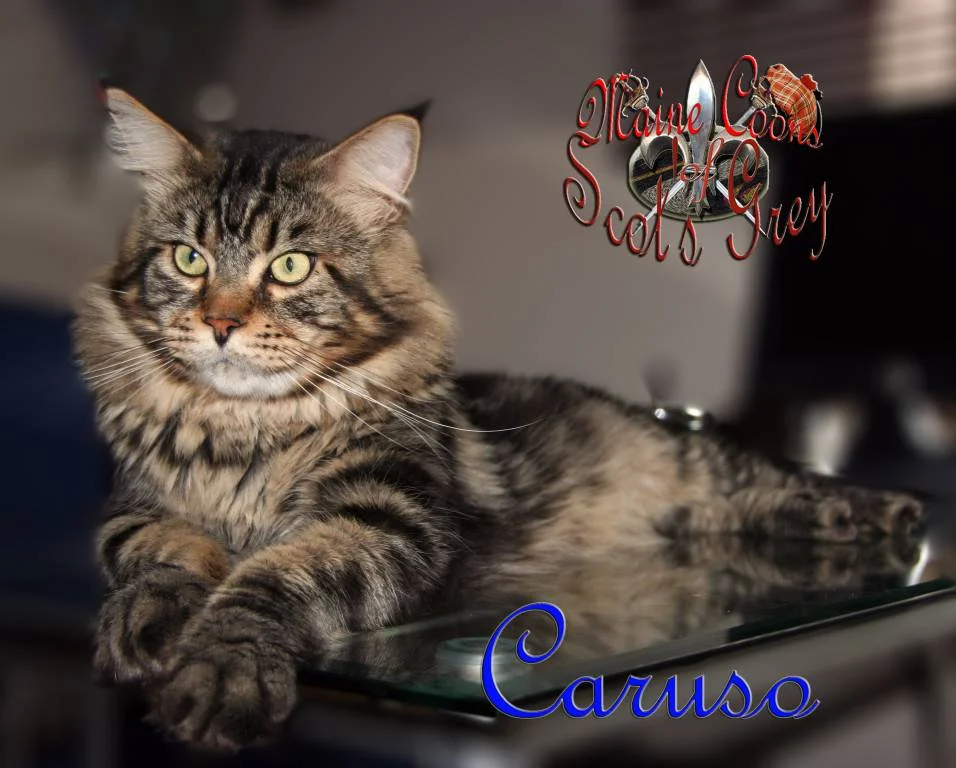 Caruso