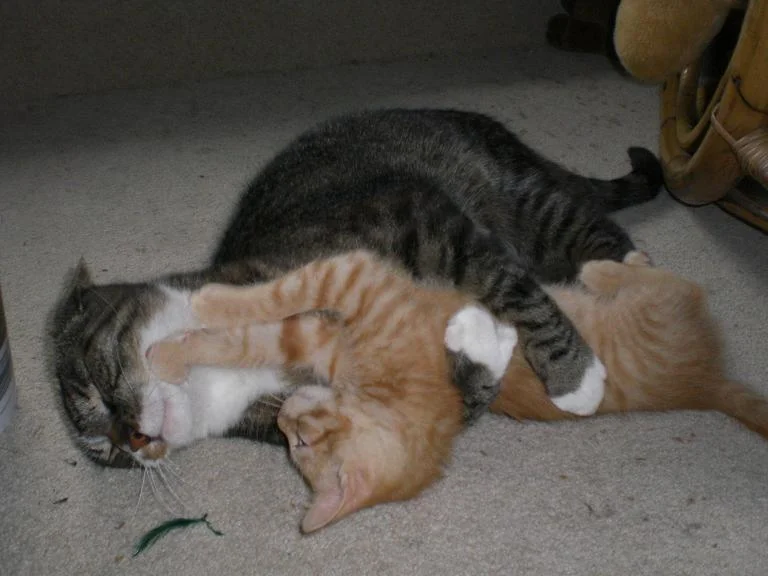 Catfight Tony James2.jpg