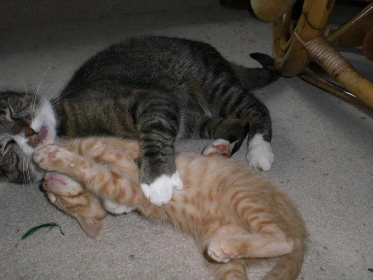 Catfight Tony James3.jpg