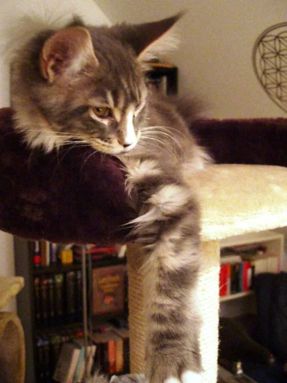 Chillen am Kratzbaum