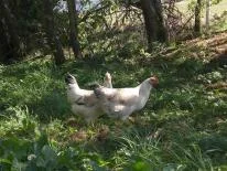 CIMG1166 - Kopie.jpg