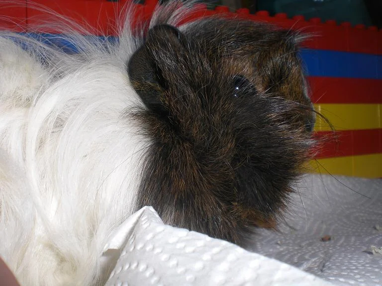 CIMG8407 - Kopie.jpg