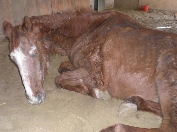 CIMG8479 - Kopie (2).jpg