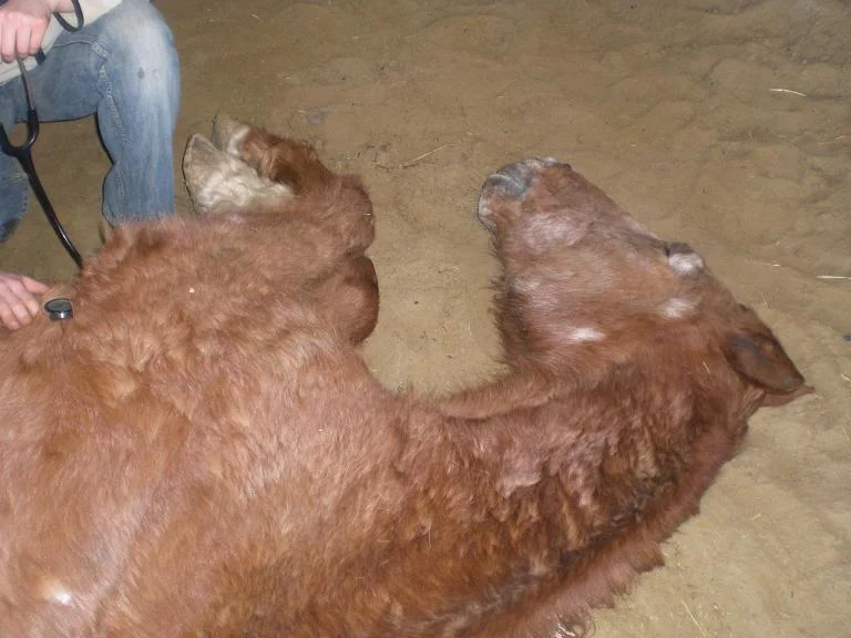 CIMG8488 - Kopie.jpg