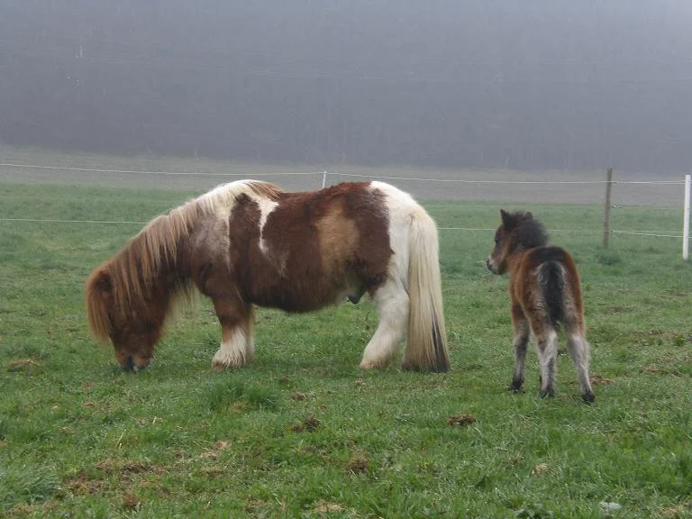 CIMG9183 - Kopie.jpg