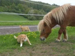 CIMG9521 - Kopie.jpg