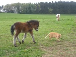 CIMG9523 - Kopie.jpg