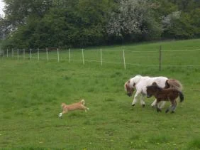 CIMG9586 - Kopie (2).jpg