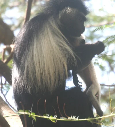 colobus