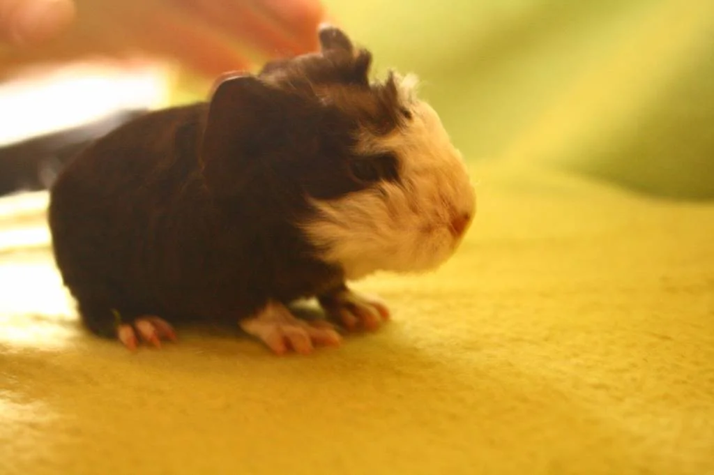 Coronetböckchen Al Capone