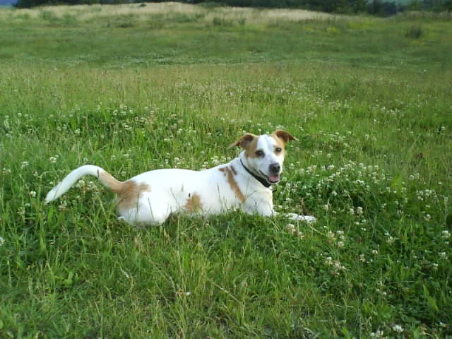Da ruht sich der kleene vom toben aus