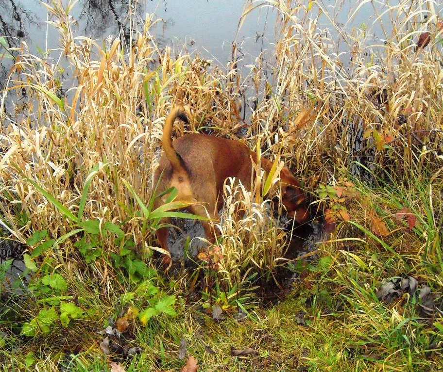 Da war doch irgendwo ein Ratzi...