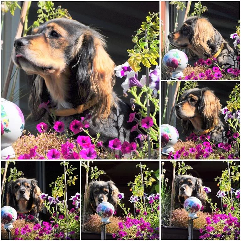 darf ich rausschauen ?