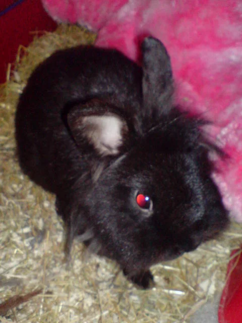 DAS IST BOBBY DER PAPA