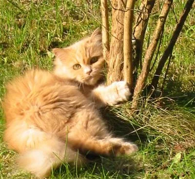 Das ist mein Baum!...