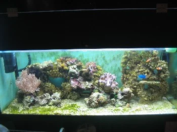 Das Meerwasserbecken komplett