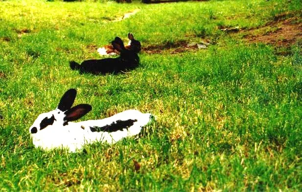 Das Trio "Pippi, Schlecki & Faline"