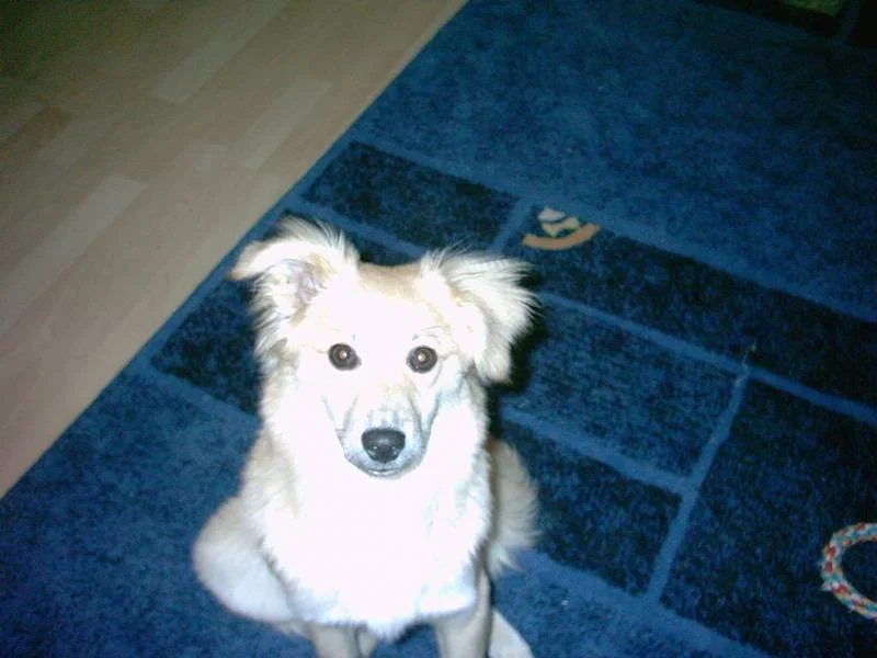 Das war mein Hund Jimmy..