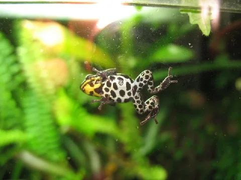 Dendrobates_ventrimaculatus_Bauchseite.jpg