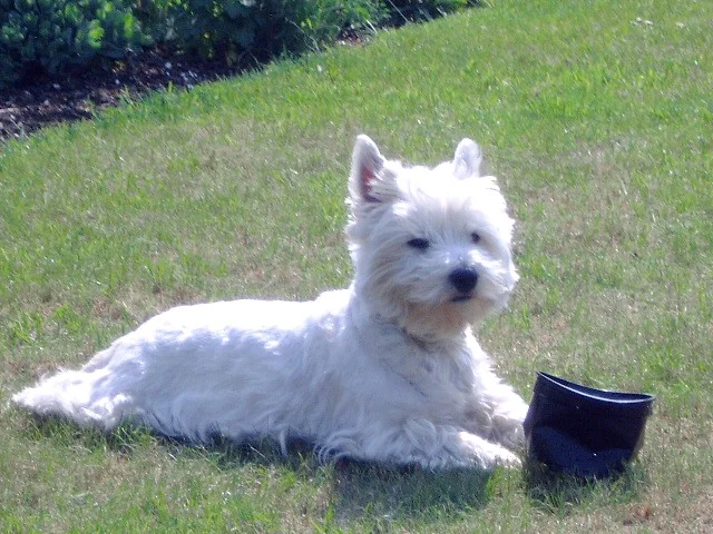 der Blumentopf ist hin