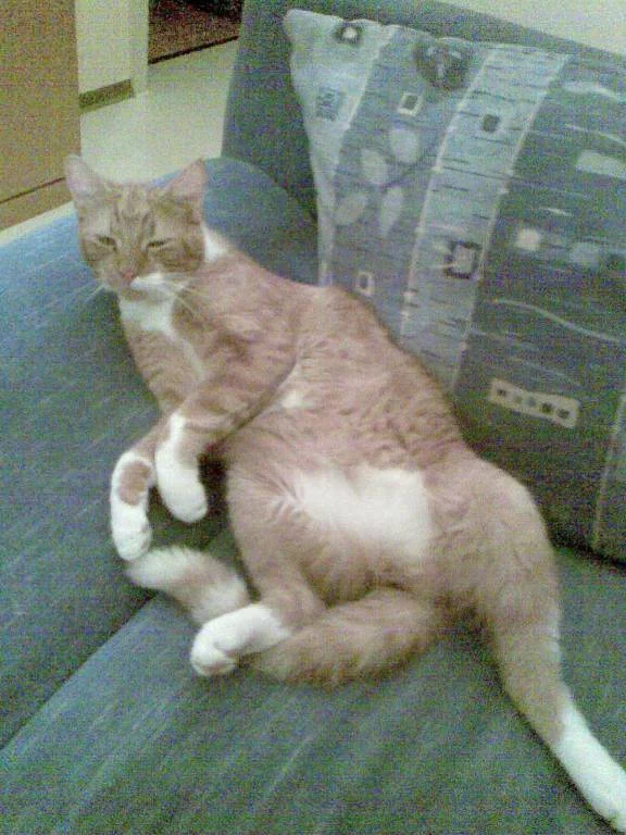 Der gemütliche Merlin!