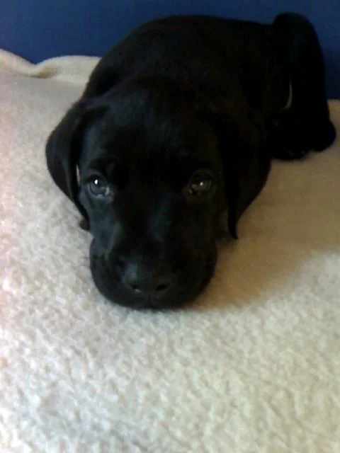 Der treuherzige Blick unseres Heros