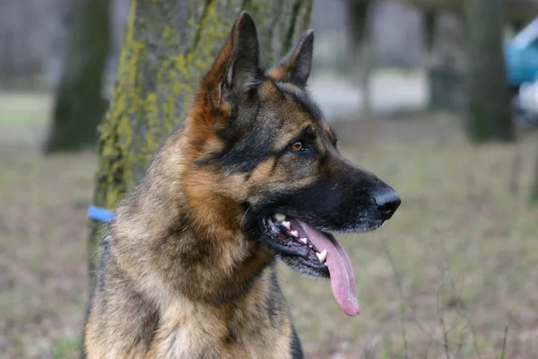 Deutscher Schäferhund