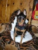 Die Bestie lebt ;-)))