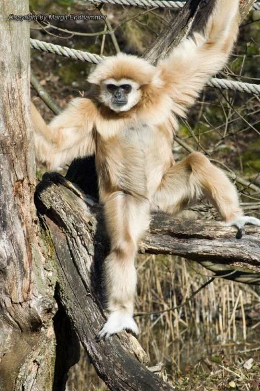 Die ersten Sonnenstrahlen geniessen... (und das selbe in grün äh weiss :D)